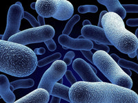 Probiotics